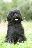 TERRIER DU TIBET 339